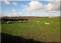 Sheep near Little Tregue