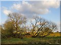 Tumbledown willows, Richmond Park