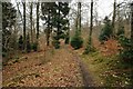 Forest path near Yorkley Slade