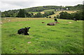 SE0629 : Cattle pasture by the Hebble Brook by Derek Harper