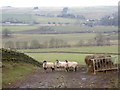 NY7363 : Sheep and feeder at East Unthank Farm by Oliver Dixon