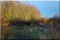 TA0323 : Picnic area  at Water's  Edge Country Park by Ian S