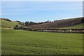 Winter cereals, Montague