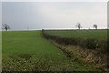 NY3052 : Winter cereals, Wiggonby by Richard Webb