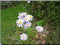 Michaelmas Daisies, Blackheath, Llanteg