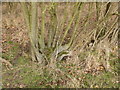 TF0627 : Former hedge laying by Bob Harvey