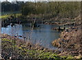 Small pond next to Bagworth Lane