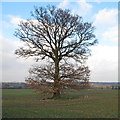TL7908 : Oak tree near bridleway, Woodham Walter by Roger Jones