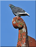 NT4936 : A feral pigeon in the High Road, Galashiels by Walter Baxter