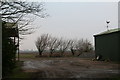 Windswept willows at Mauxhall Farm