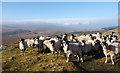 NY8609 : Sheep above Woofer Moor by Trevor Littlewood