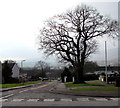 Winter view of a dominant tree on a corner in Cwmbran