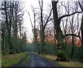 SP9209 : Ridgeway, sunset behind trees by Rob Farrow