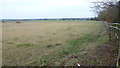 Pastures on the Avon floodplain