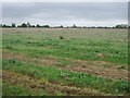 Farmland, Star Fen