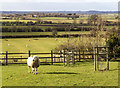 Sheep on footpath to Ullington