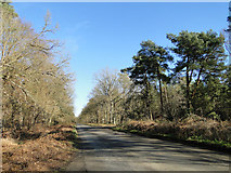 TL8291 : Road through Thetford Forest by Adrian S Pye