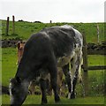 Cattle at Carrbook Fold