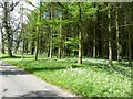 Spring flowers adjacent to track leading to Home Farm