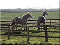 Inquisitive horses at Sand Hall Farm