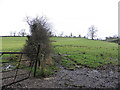 A muddy field, Lismulladown