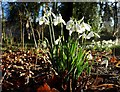 Snowdrops in Normanby Park