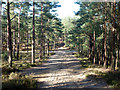 Woodland track, Hankley Common