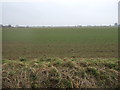 Crop field near Wawne