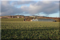 Looking towards Craichie from Craichie Mill