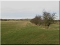 Grass field at Adderstone Lowmill