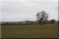 Field, Weston Common