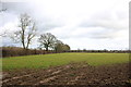 SJ4151 : A field near Holt by Jeff Buck