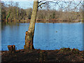 Yateley fishing lakes