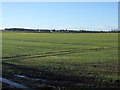 Crop field, Wandales