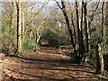 Bridleway, Ashenground Wood