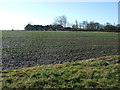 Crop field towards Turkey Farm