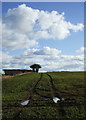 Hedgerow in arable land