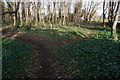 Woodland paths in Histon