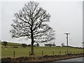 SE0152 : Tree on the south side of the Otley Road, east of Skipton by Christine Johnstone