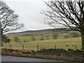 SE0152 : Sheep pasture, south side of the Otley Road [A6069] by Christine Johnstone