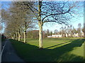 Avenue of trees in Ransom