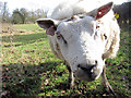 Texel Ram by Clapper Lane