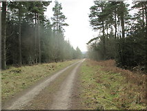 SE9293 : Forest  track  to  Maw  Rigg  End by Martin Dawes