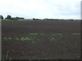 Flat farmland off Twenty Foot Bank