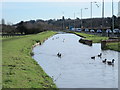 The New River by London Road (A1170), SG12 (6)