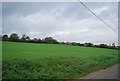 Field on the edge of Grundisburgh