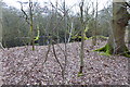 Pond by public footpath