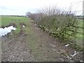 SE2750 : Evidence of sheep along a hedged field boundary by Christine Johnstone