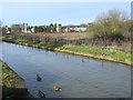 The New River by London Road (A119) in Ware (2)