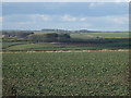 Crop field near Tuft Hill Farm